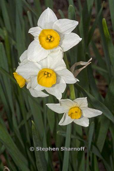 narcissus tazetta var orientalis 3 graphic